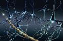 http://www.fedema.es/images/stories/noticias/actividad%20neuronal%20%5B320x200%5D.jpg